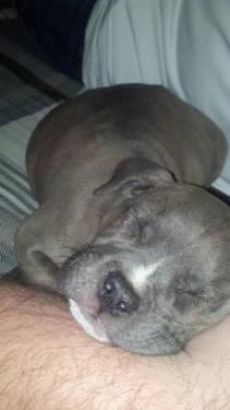 Georgia Blue Nose Pit Puppy