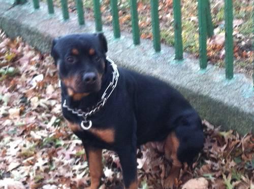 German rottweiler female in heat Looking for male stud with AKC papers