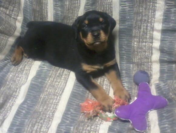 German Rottweiler puppy for sale ( MALE )