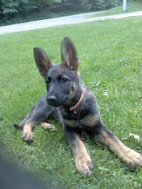 German Shepard puppies AKC will be ready for Christmas
