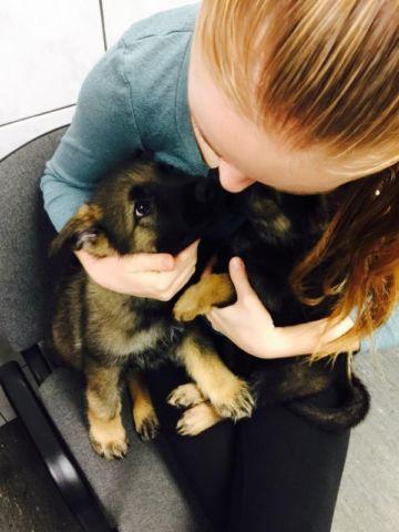 German Shepard Puppies ready to find good families