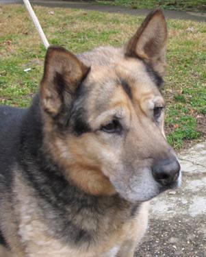 German Shepherd Dog - David - Large - Senior - Male - Dog