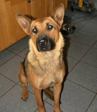 German Shepherd Dog - Nikki - Large - Adult - Female - Dog