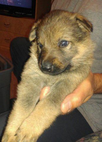 German Shepherd Puppies looking for a good home