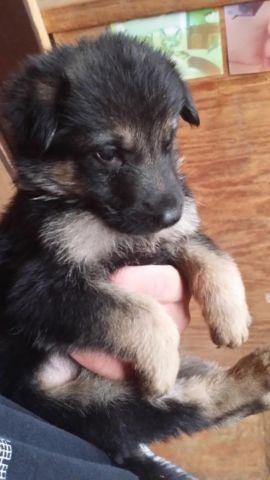 German Shepherd puppys come pick out a puppy for you
