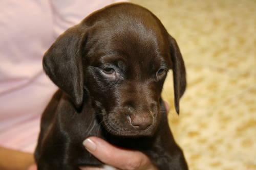 German Shorthaired Pointer Pups - AKC