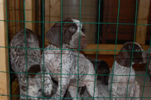 German Shorthaired Pointer / Weimaraner puppies 8 weeks old