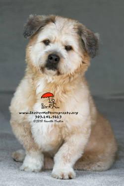Glen of Imaal Terrier - Hector - Medium - Adult - Male - Dog