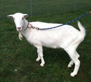 Goat - Prince - Extra Large - Adult - Male - Barnyard
