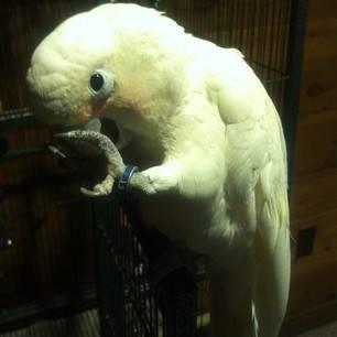 Goffin Cockatoo with cage and toys.
