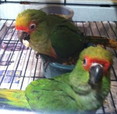 Gold Capped Conure babies (Hand fed)