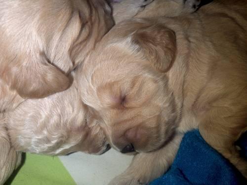 Goldendoodle puppies- F2 generation Mini sized