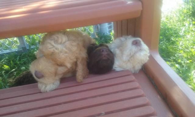 Goldendoodle puppies- Nonshedding, hypoallergenic. Due August 31