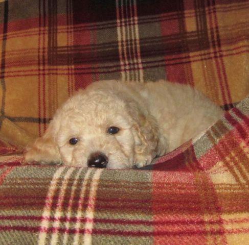 Goldendoodle Puppies-F1b-Family raised, non-shedding