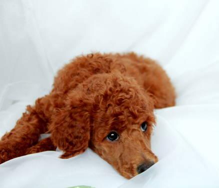 Goldendoodle puppies, CKC reg. guaranteed, health tested lines