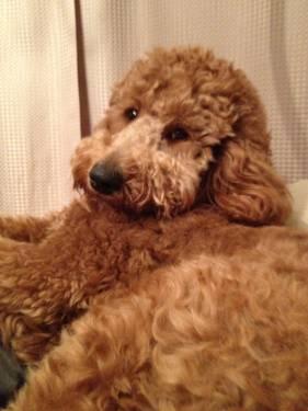 Goldendoodle puppies F2B due Jan. 10th