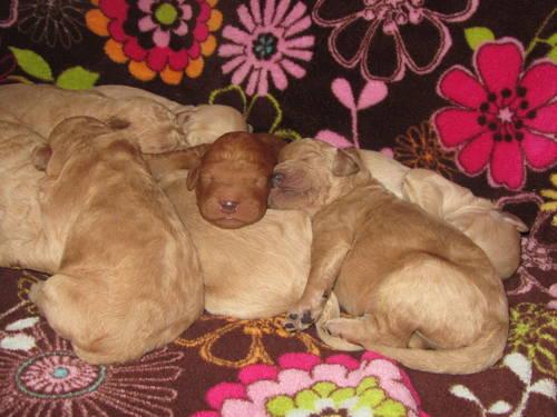 GOLDENDOODLE PUPPIES FOR SALE