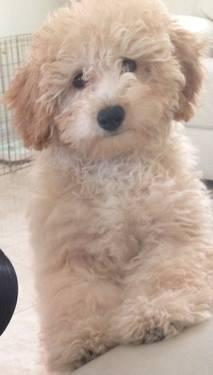 GOLDENDOODLE PUPPY