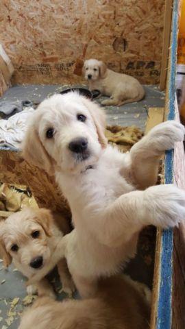 Goldendoodle puppy last one