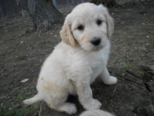 Goldendoodle Pups! F1b - Least likely to shed. Ready now!!