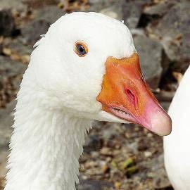 Goose - Cuomo - Large - Adult - Bird