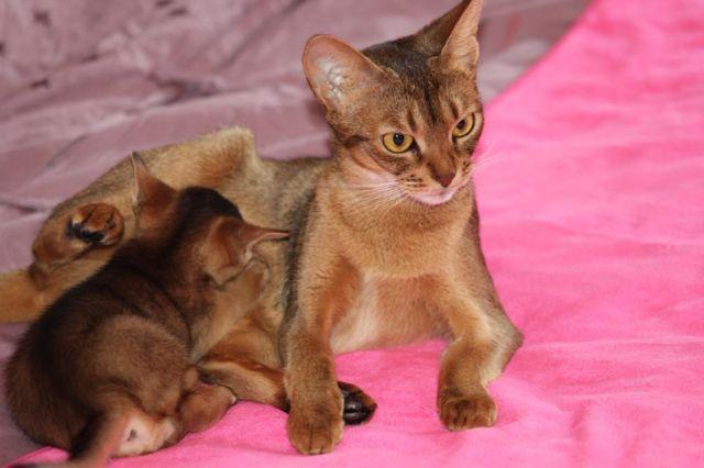 Gorgeaous Abyssinian Kittens