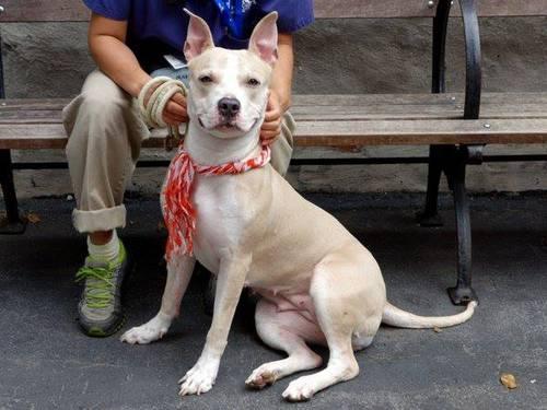 Gorgeous affectionate pittie Cookie in danger@NYC kill shelter