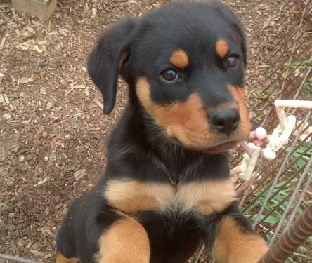Gorgeous AKC Rottweiler Female Puppy *New Pictures Added 09-09-13*