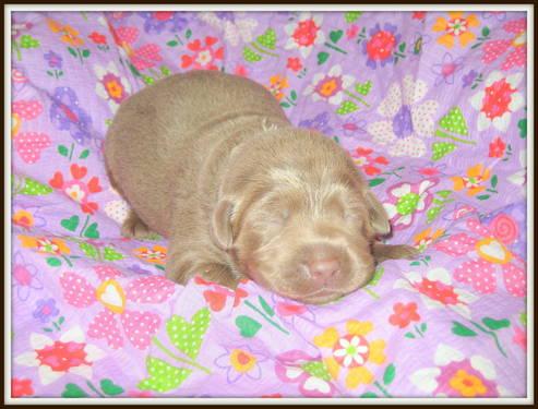 ***Gorgeous AKC SIlver Labrador Puppies!!!***