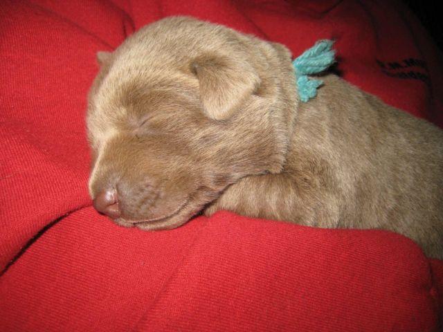 ***Gorgeous AKC Silver Labrador Retriever Puppies!!! Females***