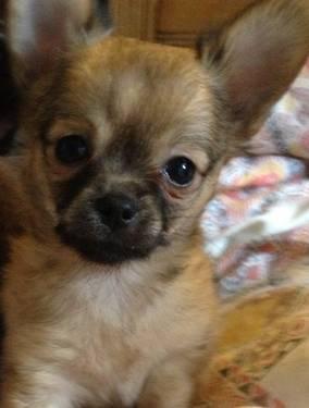 Gorgeous AKC teacup Chihuahua male Pup 10week