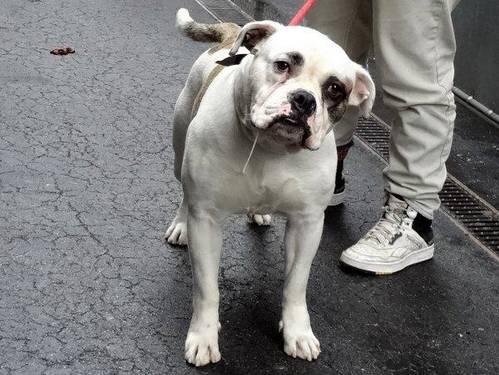 Gorgeous Amer bulldog 'Bull' in danger@NYC kill shelter