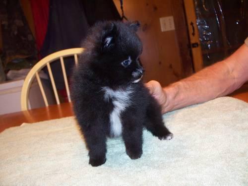 Gorgeous Black Pomeranian Puppy