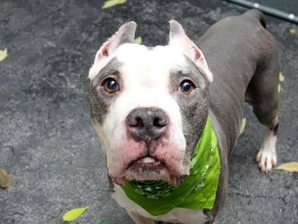 Gorgeous blue nose amstaff Spanky in danger@NYC kill shelter