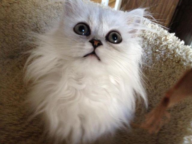 GORGEOUS C.F.A SILVER PERSIAN CAT FOR SALE