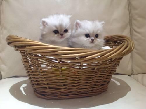 Gorgeous CFA Silver Persian kittens