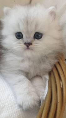 Gorgeous CFA Silver Persian kittens