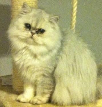 Gorgeous CFA Silver Persian Male Stud cat for Sale