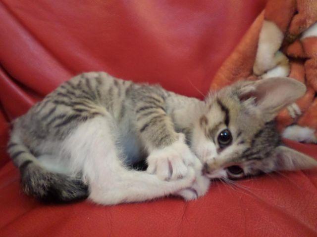 Gorgeous & Cuddly Baby Female Bengal Mix Kitten- Kokomi
