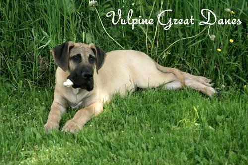 Gorgeous Fawn Great Dane Male - 7 months Ch sired- pet home only