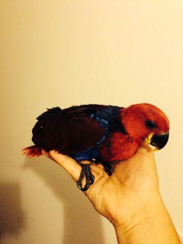 Gorgeous female eclectus baby