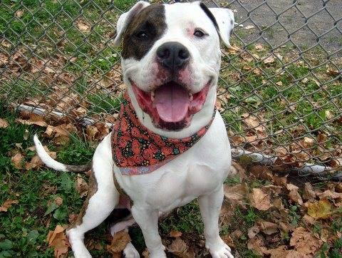 Gorgeous friendly well mannered pittie King in danger@NYC kill shelter
