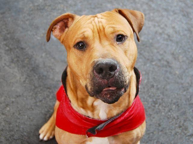 Gorgeous gentle amstaff Crimson in danger@NYC kill shelter