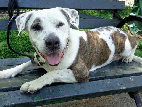 Gorgeous gentle dalmation mix 'Left Eye' in danger@NYC kill shelter