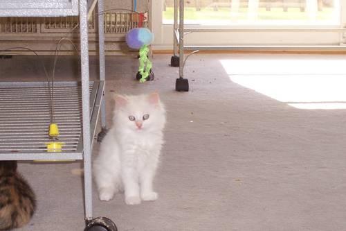 Gorgeous, Long Hair, blue eyes, flame point, TICA Registered Kittens