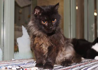 Gorgeous Long haired cat available to the right home, fully vetted CFA