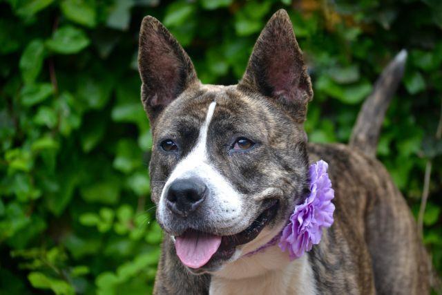 Gorgeous loving amstaff Beany in danger@NYC kill shelter