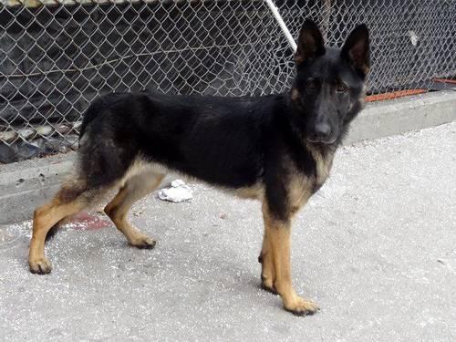 Gorgeous obedient Ger Shep Chris in danger@NYC kill shelter