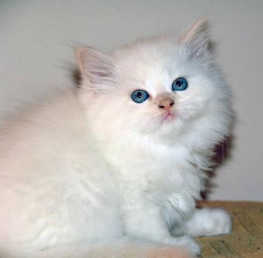 Gorgeous Persian-Angora kittens 7 weeks old
