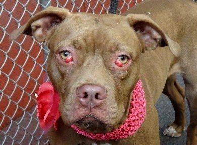 Gorgeous poised choc pittie pup Sarita in danger@NYC kill shelter